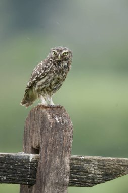Küçük baykuş, Athene noctua, kışladaki tek kuş, Worcestershire, Mayıs 2021