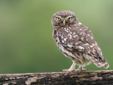 Küçük baykuş, Athene noctua, kışladaki tek kuş, Worcestershire, Mayıs 2021