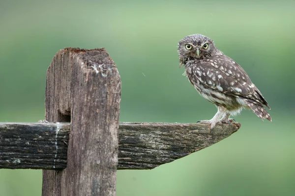 Little Owl Athene Noctua Single Bird Post Worcestershire May 2021 — Stock Photo, Image