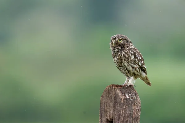 Little Owl Athene Noctua Single Bird Post Worcestershire Mayo 2021 —  Fotos de Stock