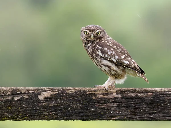 Petite Chouette Athene Noctua Oiseau Célibataire Poste Worcestershire Mai 2021 — Photo