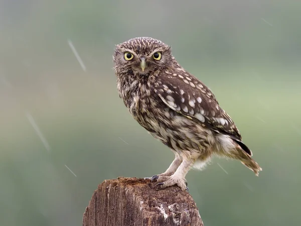 Petite Chouette Athene Noctua Oiseau Célibataire Poste Worcestershire Mai 2021 — Photo