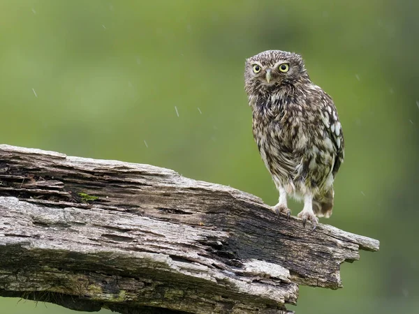 Little Owl Athene Noctua Single Bird Post Worcestershire Mayo 2021 — Foto de Stock