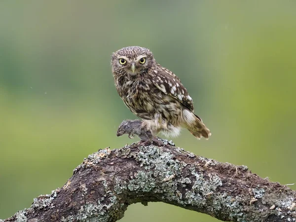 Liten Uggla Athene Noctua Enstaka Fågel Stolpen Worcestershire Maj 2021 — Stockfoto