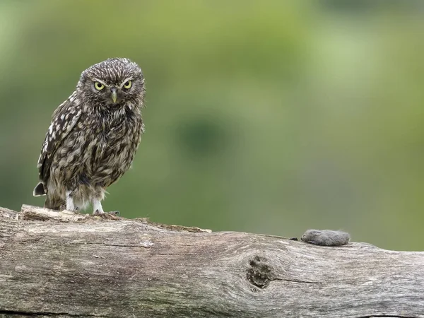 Liten Uggla Athene Noctua Enstaka Fågel Stolpen Worcestershire Maj 2021 — Stockfoto