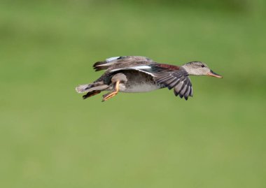 Gadwall, Mareca Strepera, tek kadın, Worcestershire, Mayıs 2021