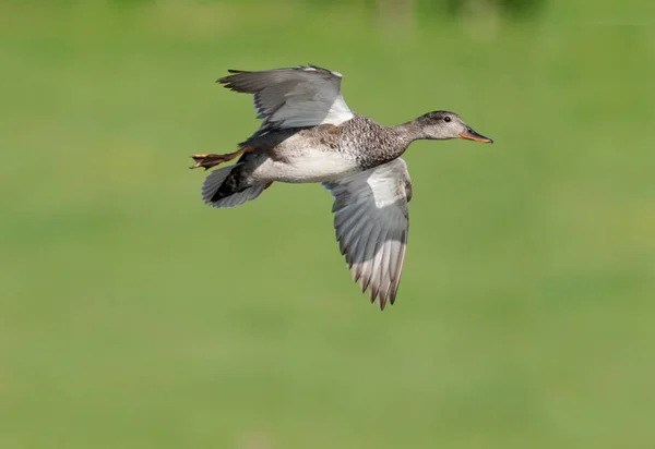 Gadwall Mareca Strepera Femmina Single Volo Worcestershire Maggio 2021 — Foto Stock