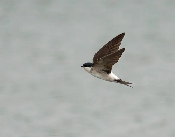 House Martin Delichon Urbicum Single Bird Flight Worcestershire May 2021 — Stock Photo, Image