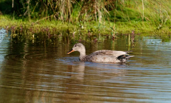 Gadwall Mareca Strepera 单身女性 伍斯特郡 2021年5月 — 图库照片