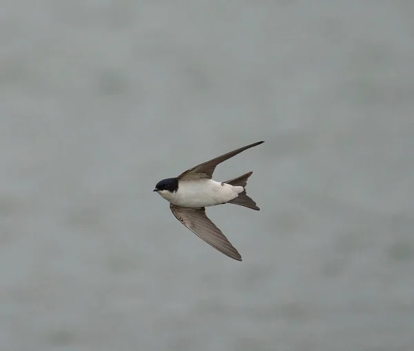 House Martin Delichon Urbicum Singel Fågel Flygning Worcestershire Maj 2021 — Stockfoto