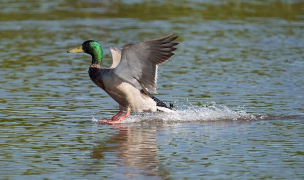 Mallard Anas Platyrhynchos Single Male Landing Water Worcestershire May 2021 — Stock Photo, Image