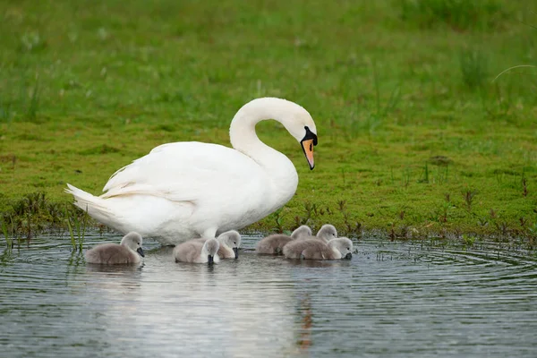 Néma Hattyú Cygnus Olor Cygnet Worcestershire 2021 Május — Stock Fotó