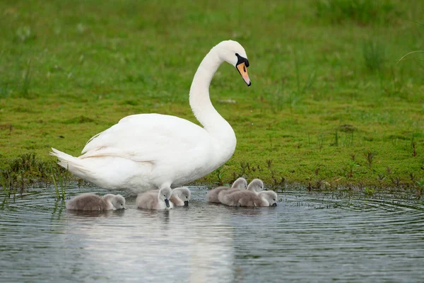 Néma Hattyú Cygnus Olor Cygnet Worcestershire 2021 Május — Stock Fotó