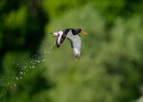 Scholekster Haematopus Ostralegus Enkele Vogel Vlucht Worcestershire Mei 2021 — Stockfoto