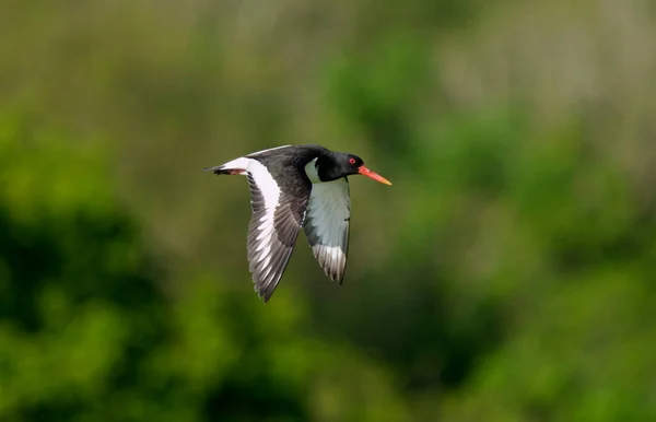 Oystercatcher Haematopus Ostralegus Single Bird Flight Worcestershire May 2021 —  Fotos de Stock