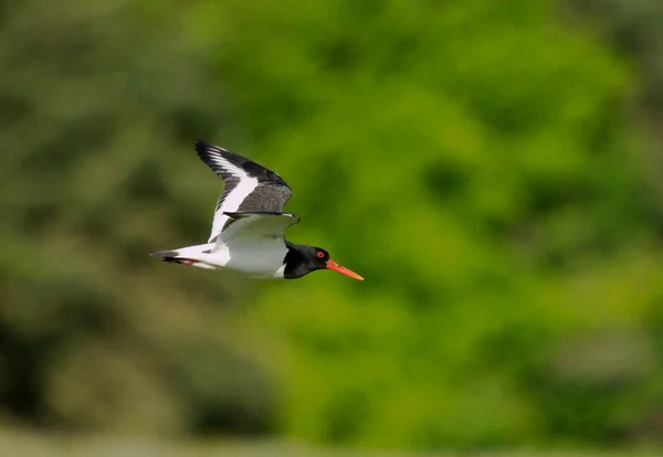 Oystercatcher Haematopus Ostralegus Single Bird Flight Worcestershire May 2021 — 图库照片