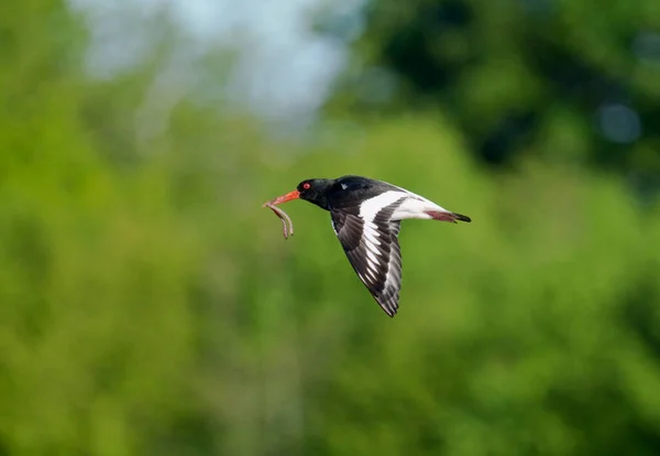 Oystercatcher Haematopus Ostralegus Single Bird Flight Worcestershire May 2021 —  Fotos de Stock