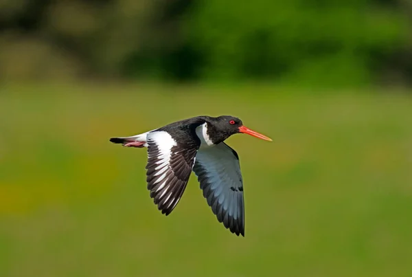 Oystercatcher Haematopus Ostralegus Uccello Singolo Volo Worcestershire Maggio 2021 — Foto Stock