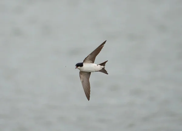 House Martin Delichon Urbicum Singel Fågel Flygning Worcestershire Maj 2021 — Stockfoto