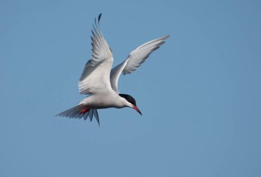 Sterna hirundo, tek bir kuş uçuyor, Sussex, Mayıs 2021