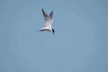 Sterna hirundo, tek bir kuş uçuyor, Sussex, Mayıs 2021