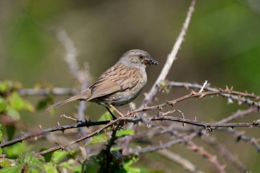 Dunnock, Prunella modülaris, şubedeki tek kuş, Sussex, Mayıs 2021