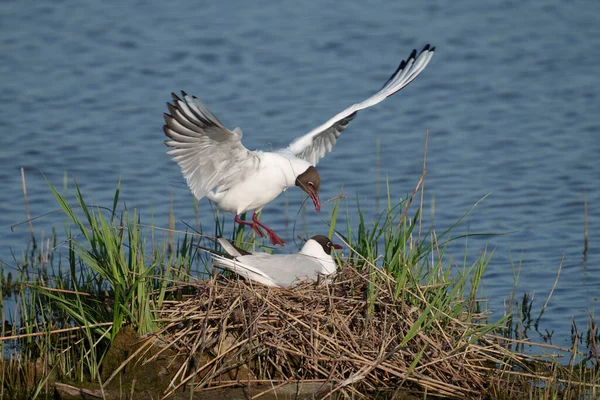 Racek Černohlavý Chroicocephalus Ridibundus Dvě Mouchy Hnízdě Sussex Květen 2021 — Stock fotografie