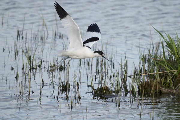 Avocet Recurvirostra Avosetta Offerta Singola Volo Sussex Maggio 2021 — Foto Stock