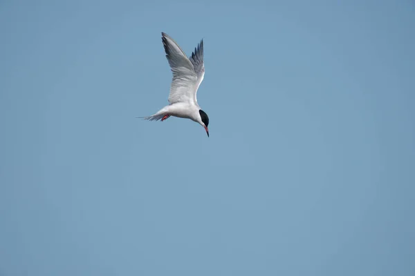 Rybitwa Zwyczajna Sterna Hirundo Samotny Ptak Locie Sussex Maj 2021 — Zdjęcie stockowe