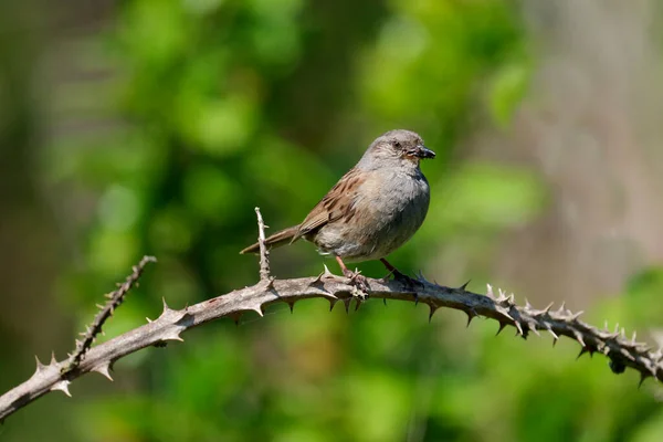 Dunnock Prunella Modularis Samotny Ptak Gałęzi Sussex Maj 2021 — Zdjęcie stockowe