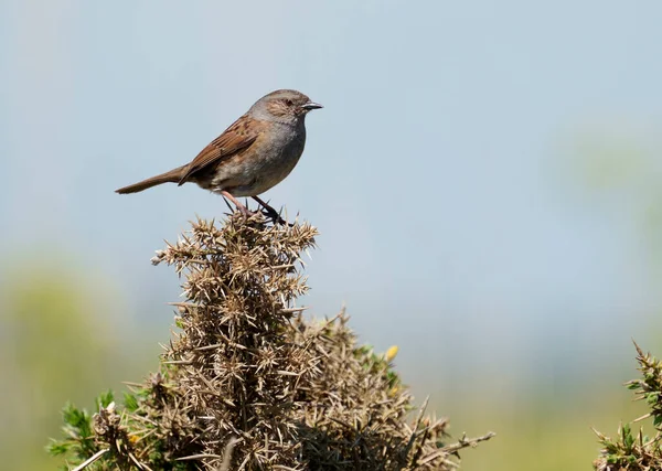 Dunnock Prunella Modularis Samotny Ptak Gałęzi Sussex Maj 2021 — Zdjęcie stockowe