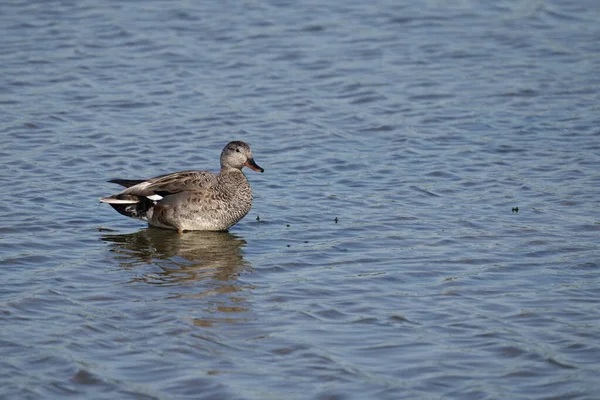 Gadwall Anas Strepera Egyedülálló Férfi Vízen Sussex 2021 Május — Stock Fotó