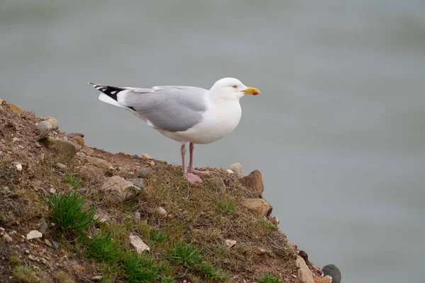 Herring Gull Larus Argentatus Bird Rock Yorkshire May 2021 —  Fotos de Stock