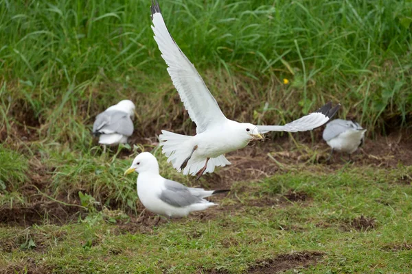 Kiitiwake Rissa Tridactyla Oiseau Vol Avec Matériel Nidification Yorkshire Mai — Photo