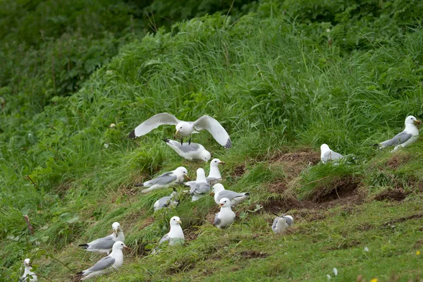 Kiitiwake, Rissa tridactyla, bird in flight with nest material, Yorkshire, May 2021