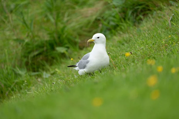 Kiitiwake Rissa Tridactyla Bird Collecting Nest Material Yorkshire May 2021 — Stock Photo, Image