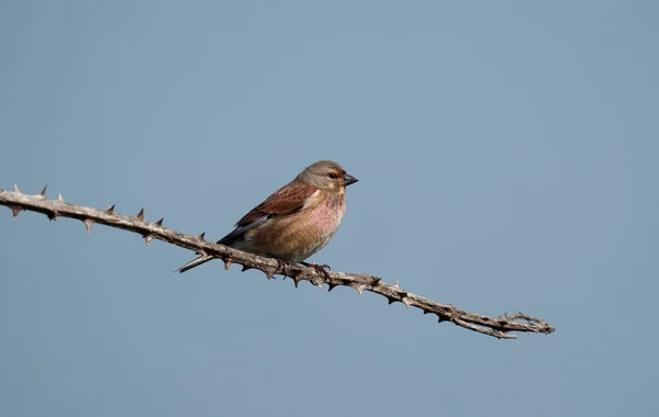 Linnet Linaria Cannabina Single Female Branch Sussex May 2021 — Stock Photo, Image