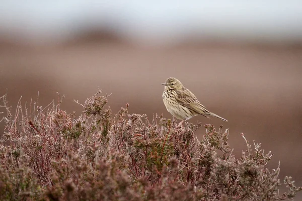 Wiesenpieper Anthus Pratensis Vogel Auf Heidekraut Yorkshire Mai 2021 — Stockfoto