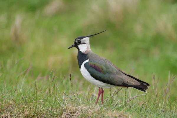 Kiebitz Einzelner Vogel Auf Gras Yorkshire Mai 2021 — Stockfoto