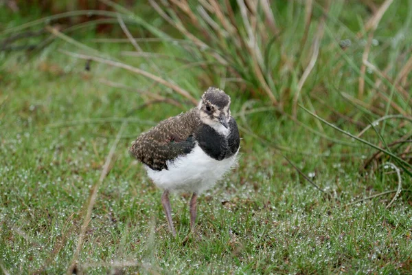 Noordelijke Kievit Enkele Jonge Vogel Gras Yorkshire Mei 2021 — Stockfoto