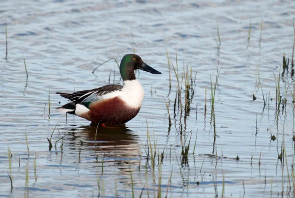 Northern Shoveler Spatula Clypeata Single Male Water Sussex May 2021 — Stock Photo, Image