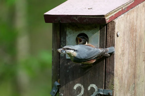 Nuthatch Sitta Europaea Single Bird Nest Box Worcestershire May 2021 — Foto de Stock