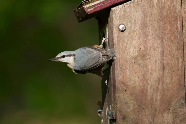 Nuthatch Sitta Europaea Single Bird Nest Box Worcestershire May 2021 — Stock Photo, Image