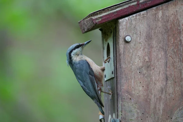 Nuthatch Sitta Europaea Single Bird Nest Box Worcestershire May 2021 —  Fotos de Stock