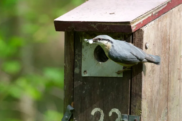 Nuthatch Sitta Europaea Single Bird Nest Box Worcestershire May 2021 — Foto de Stock