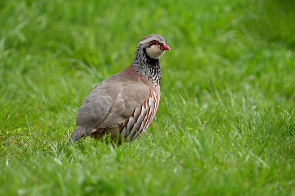 红腿Partridge Alectoris Rufa Bird Grass Yorkshire May 2021 — 图库照片