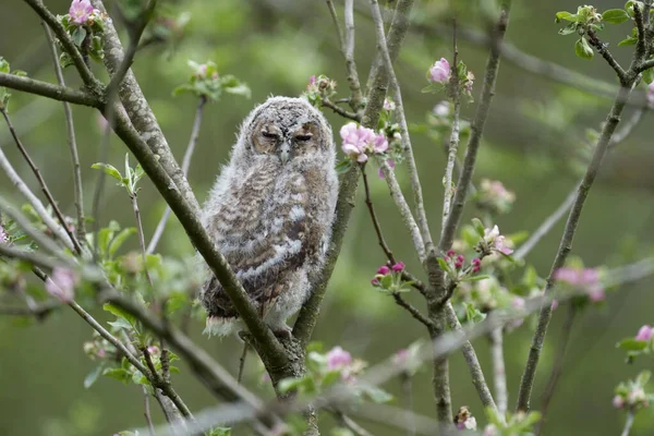 Tawny Owl Strix Aluco Young Bird Tree Warwickshire May 2021 — Stock Photo, Image