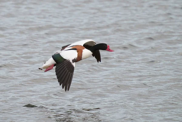 Shelduck Tadorna Tadorna Single Bird Flight Sussex May 2021 —  Fotos de Stock