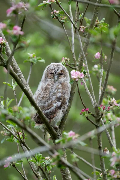 Tawny Baykuşu Strix Aluco Ağaçtaki Genç Kuş Warwickshire Mayıs 2021 — Stok fotoğraf