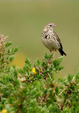 Meadow pipit, Anthus pratensis, Gorse, Galler 'de tek kuş, Haziran 2021